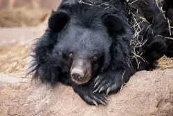 Oldest Asiatic black bear in human care dies at Colorado zoo