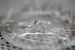 Denver confirms presence of West Nile virus as season starts early along Front Range